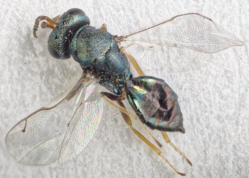 Pteromalus conopidarum